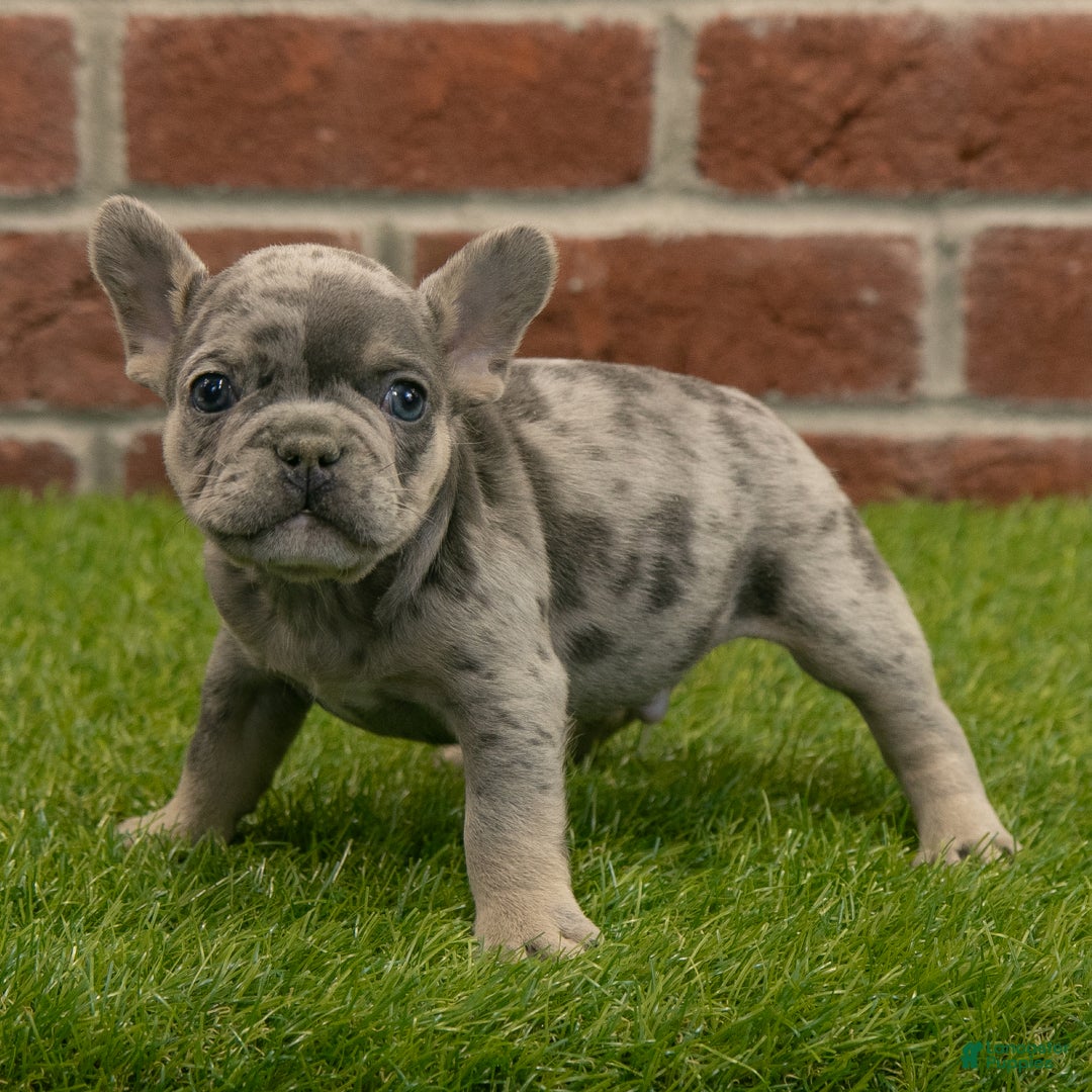 French Bulldog dogs for sale: Gus - Ad 1