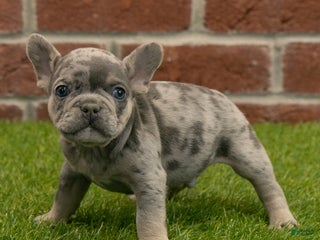 French Bulldog dogs Gus - Ad 14
