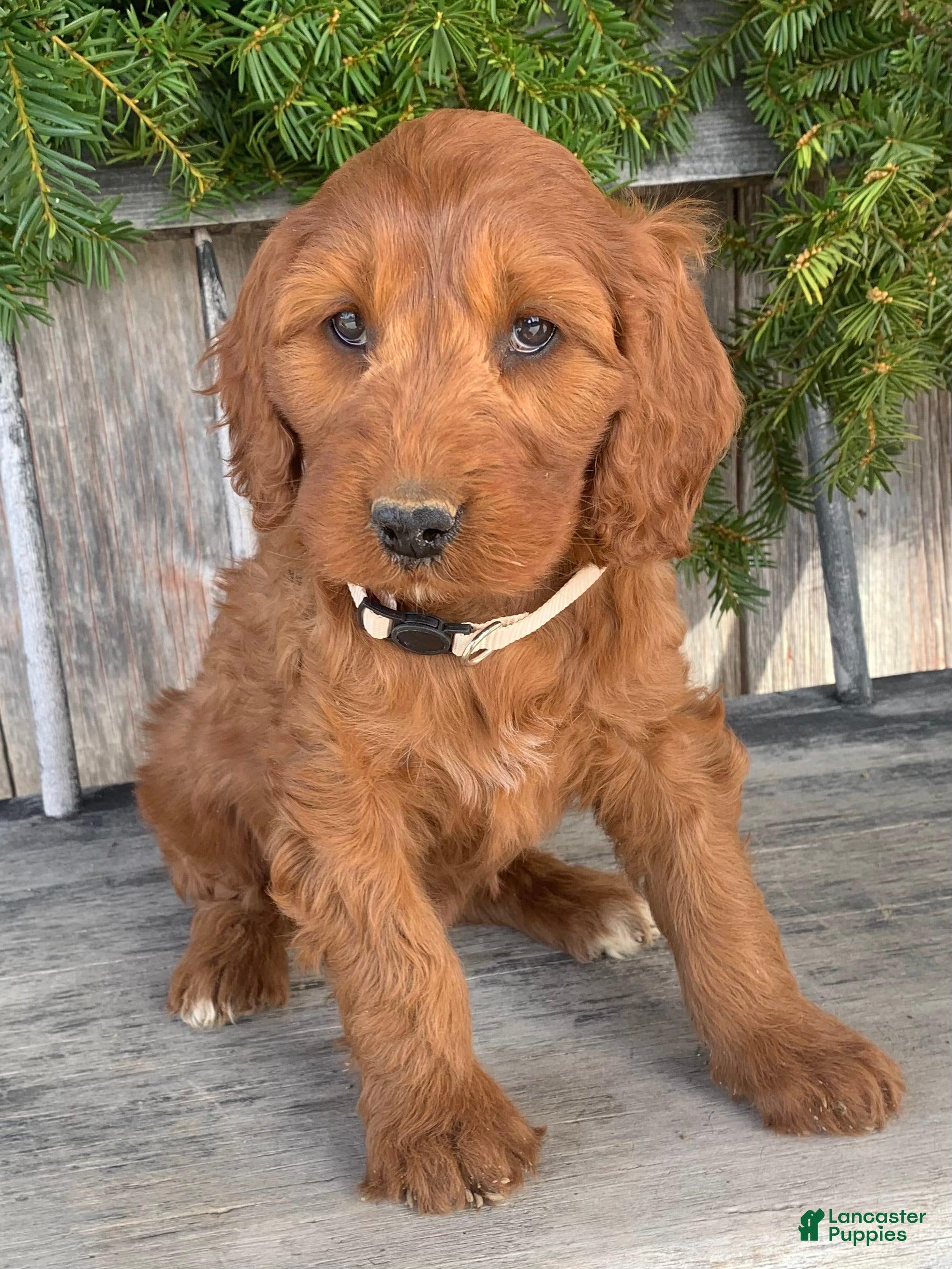 Irish Doodle dogs Sage - Ad 1