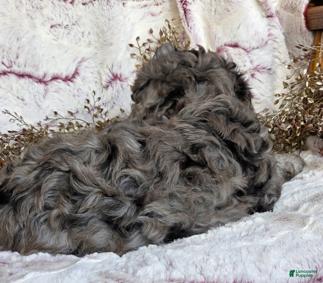 Cavapoo dogs for sale: Karson - Ad 7