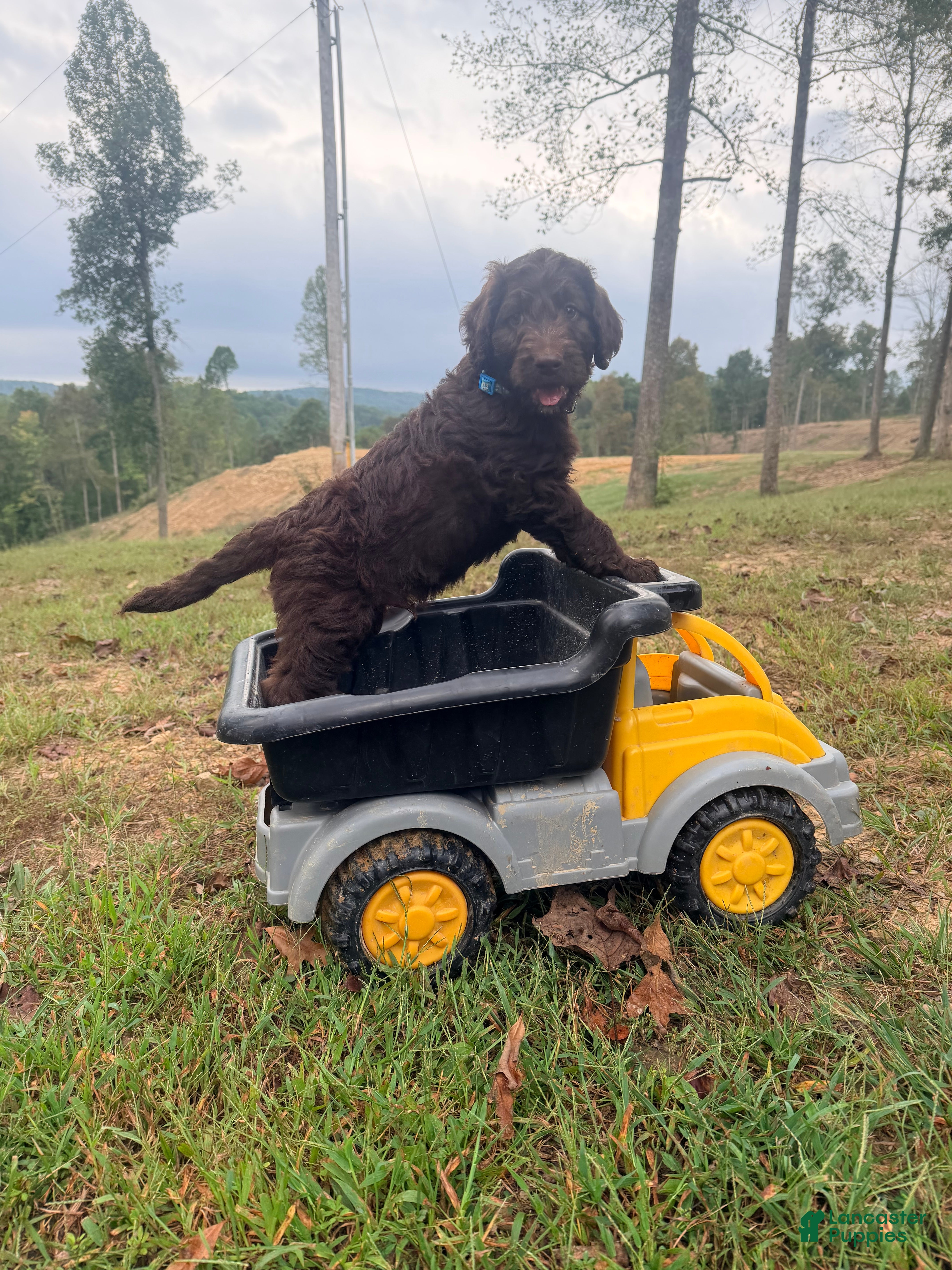Goldendoodle dogs Goldendoodle 1 - Ad 1