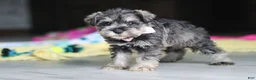Miniature Schnauzer dogs for sale: Clementine - Ad 12