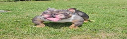 English Bulldog dogs for stud: Kobe Stud service - Ad 2
