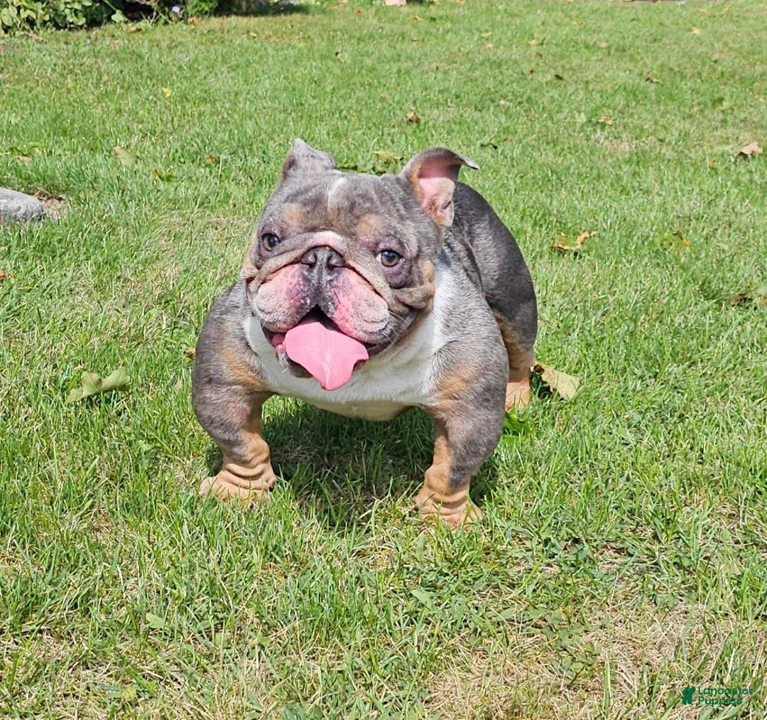 English Bulldog dogs for stud: Kobe Stud service - Ad 2