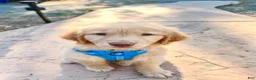 Golden Retriever dogs for sale: Golden Retriever Male - Ad 3