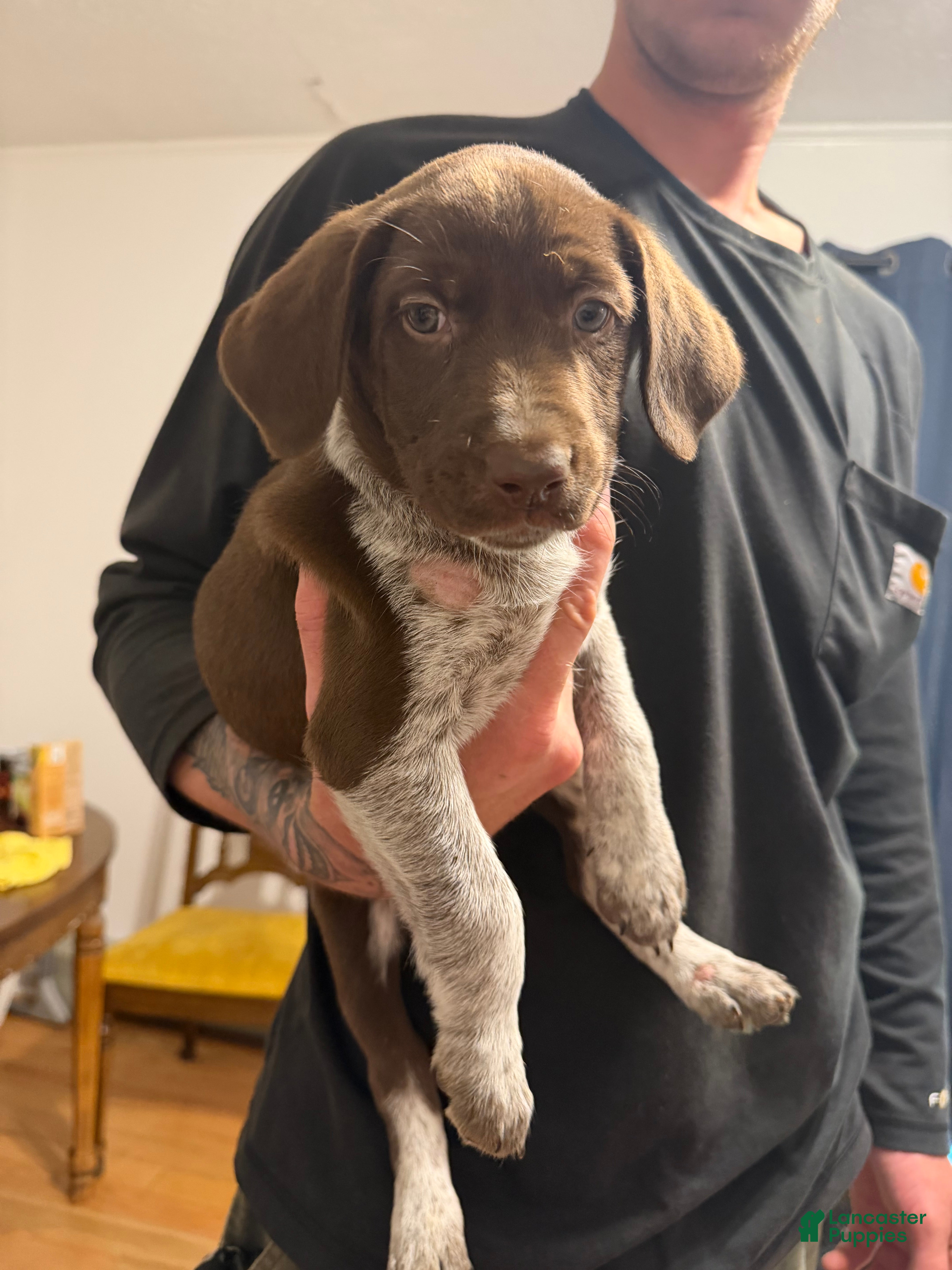 Mixed Breed dogs for sale: Mixed Breed 5 - Ad 4