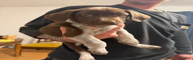 Mixed Breed 5