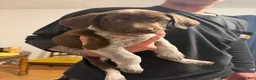Mixed Breed dogs for sale: Mixed Breed 5 - Ad 1