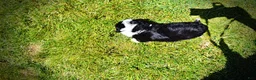 Havapoo dogs for sale: Inky - Ad 6
