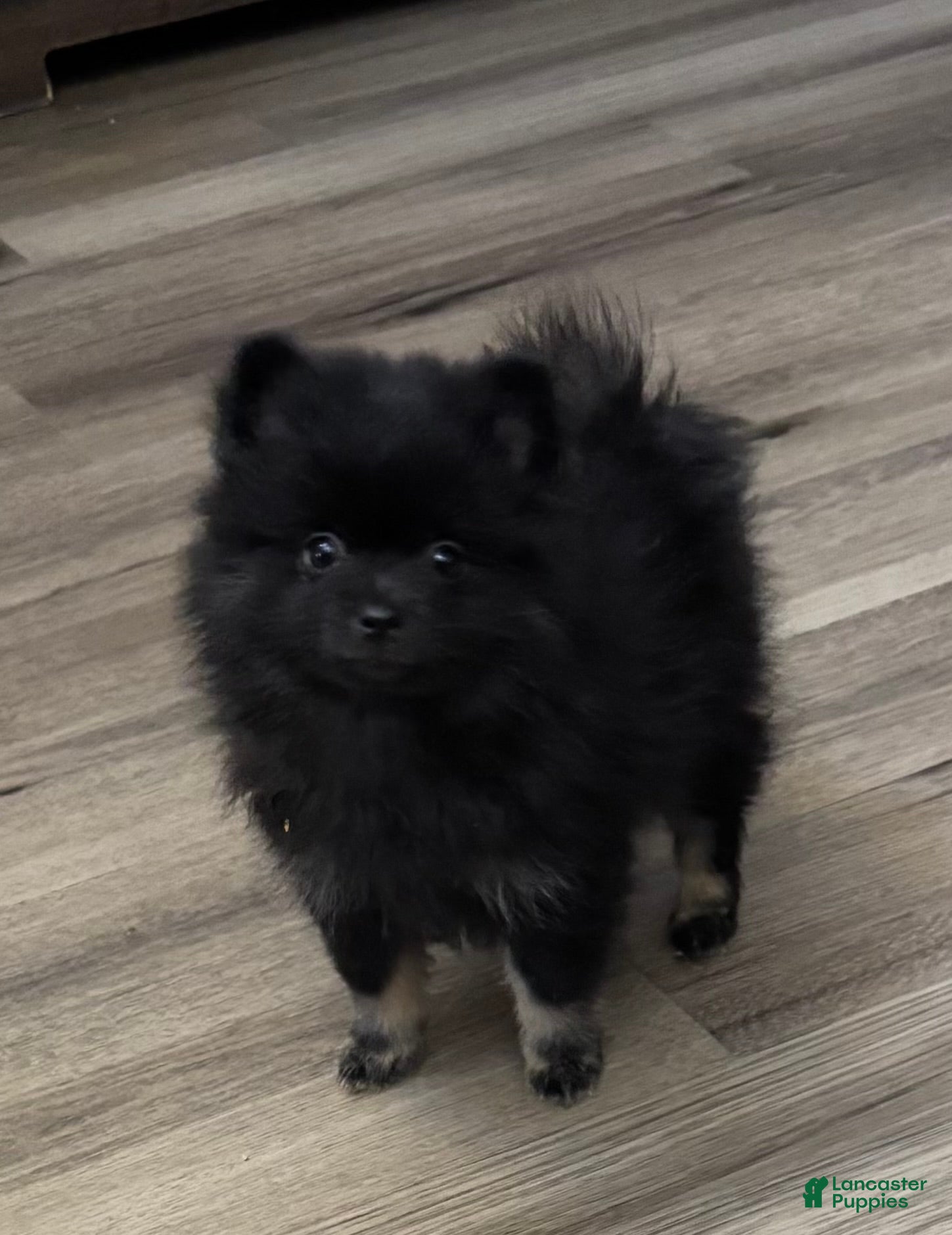 Pomeranian dogs Pomeranian Puppy 3 - Ad 28