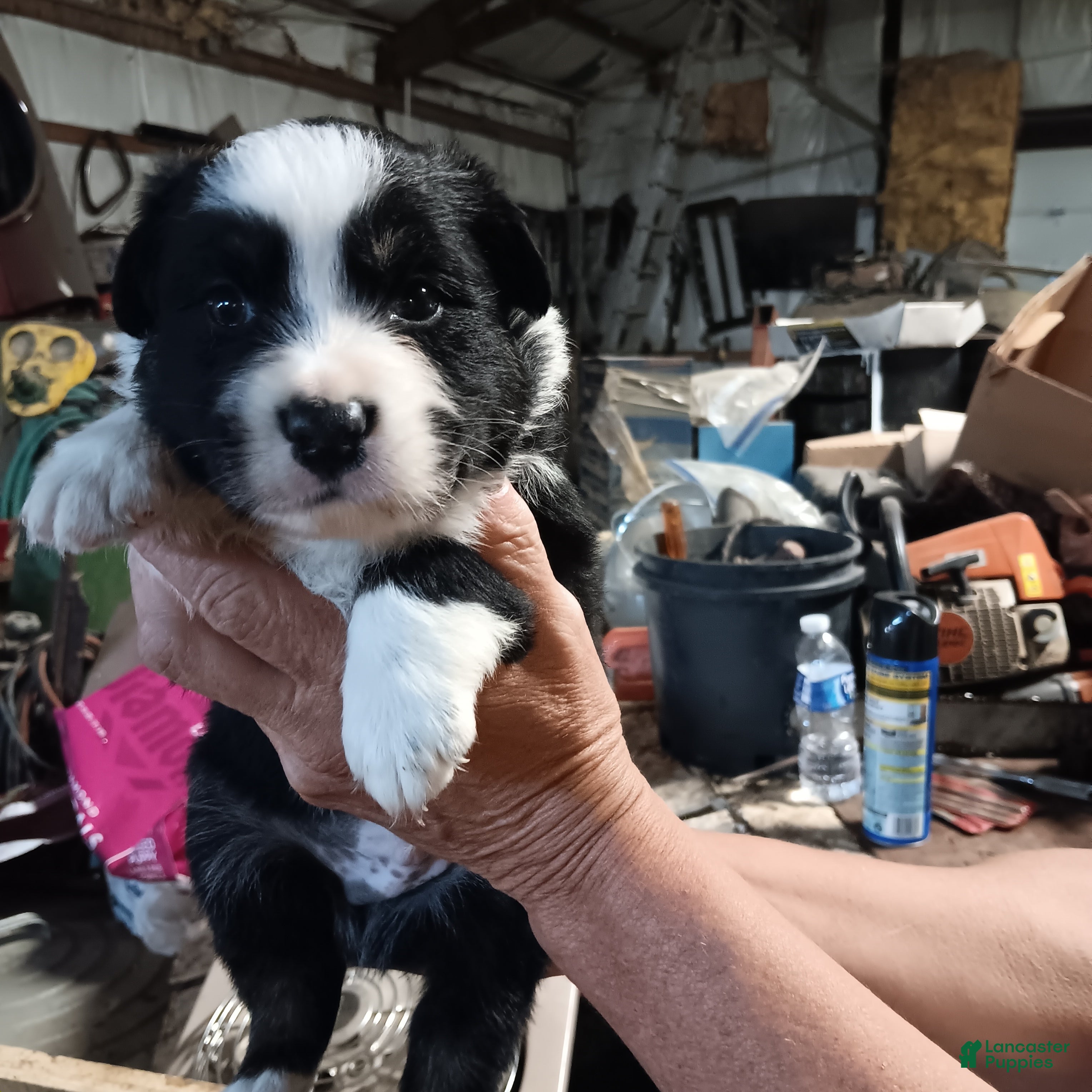 Australian Shepherd dogs Ben - Ad 37