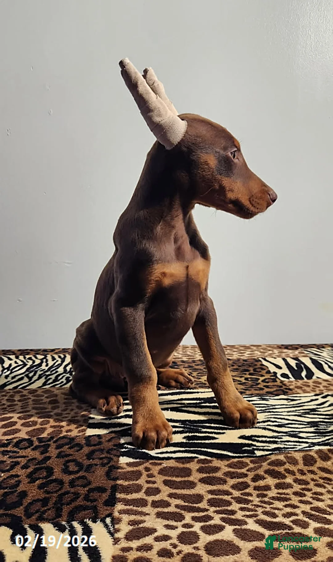 Doberman Pinscher dogs for sale: Rainbow - Ad 3