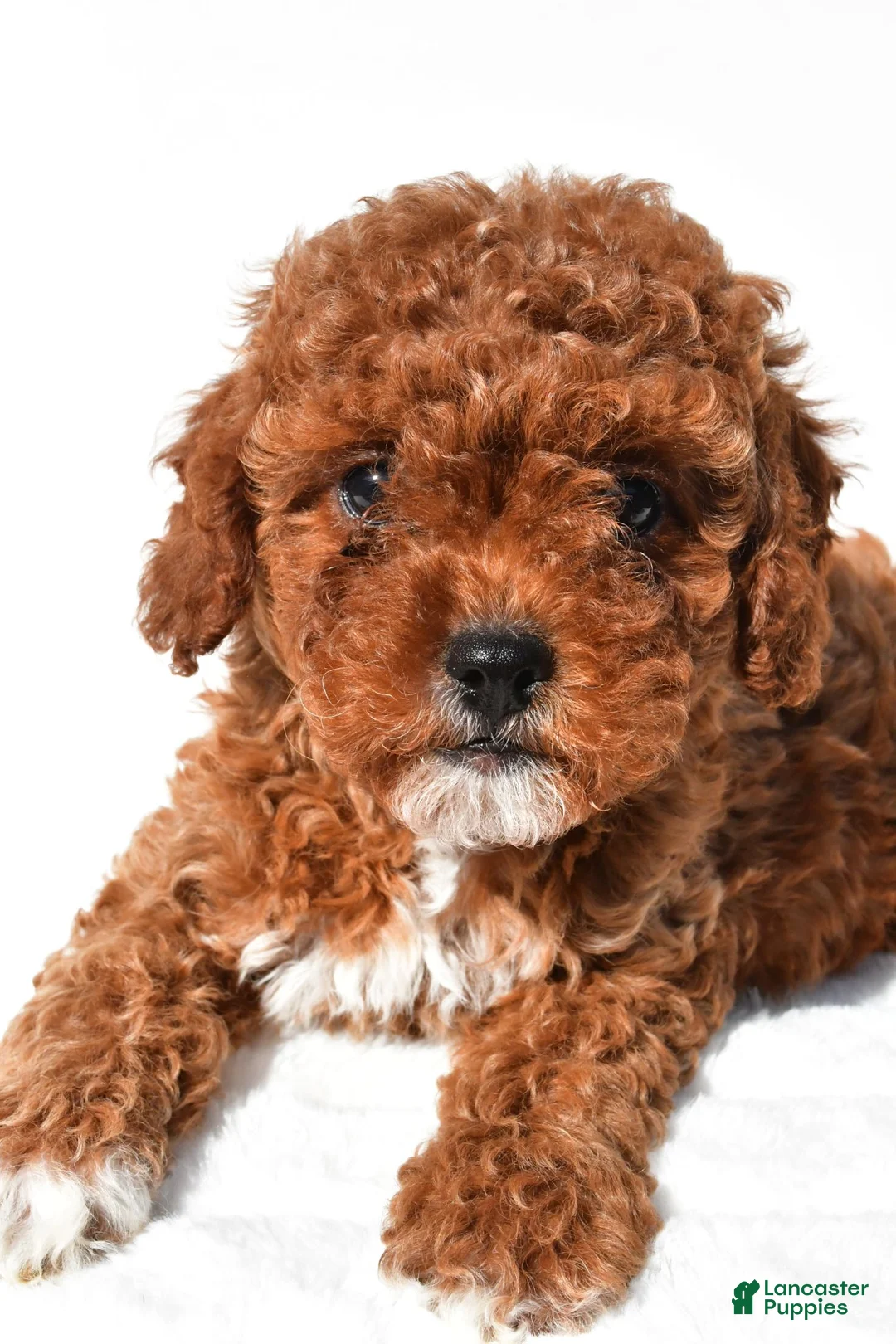 Cavapoo dogs for sale: Polly - Ad 10