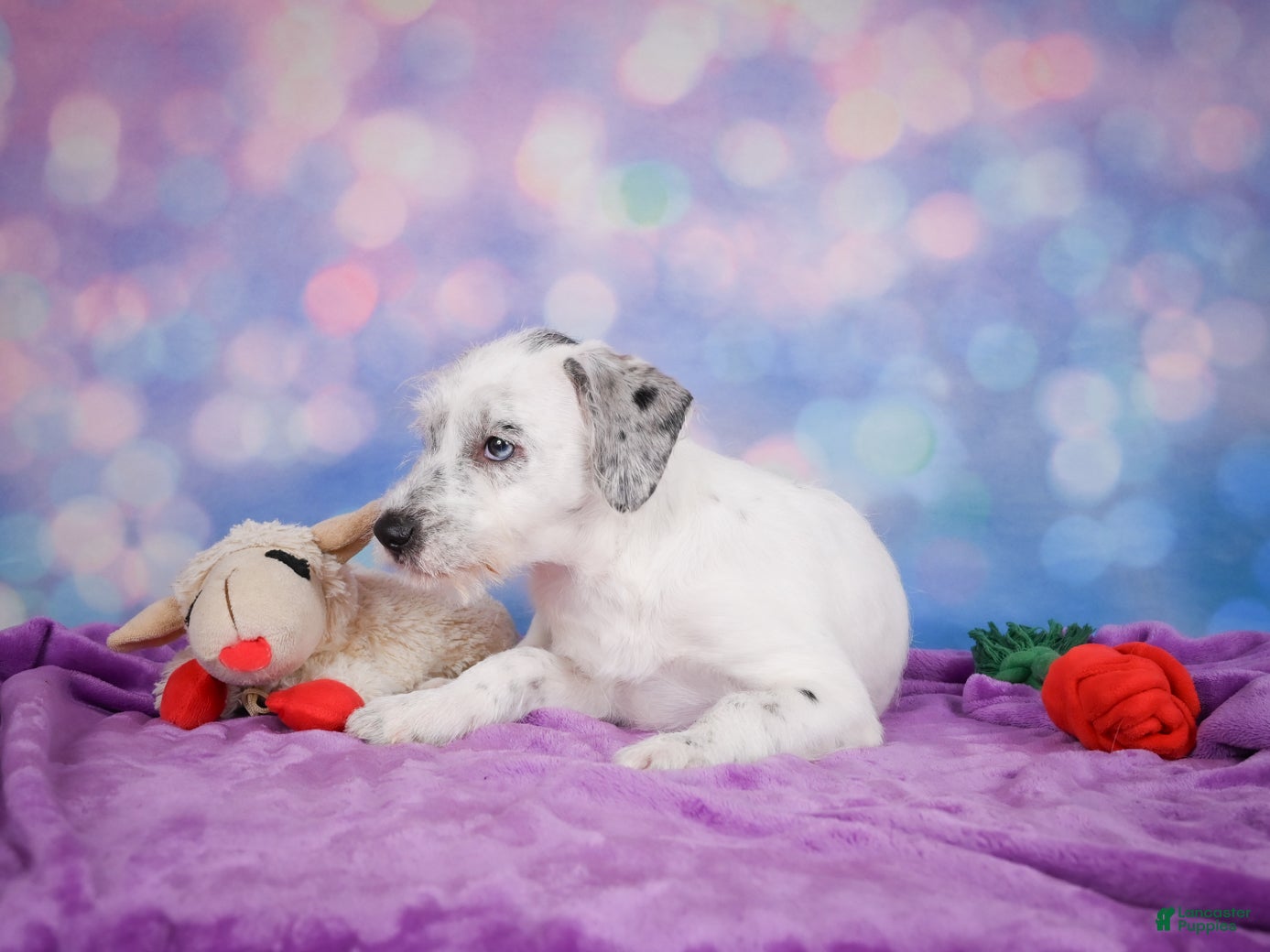 Mixed Breed dogs Sara - Ad 2
