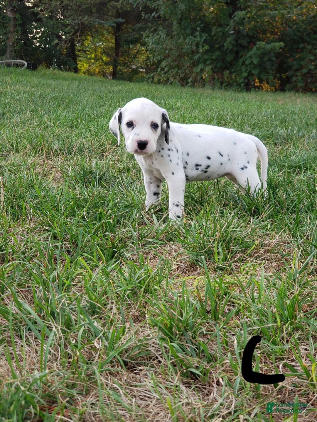 Dalmatian dogs for sale: Liz - Ad 2