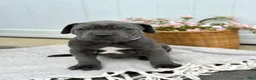 Cane Corso dogs for sale: Bruno - Ad 3