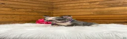 French Bulldog dogs for sale: Posie - Ad 5