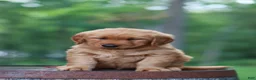 Golden Retriever dogs for sale: Beauty - Ad 9