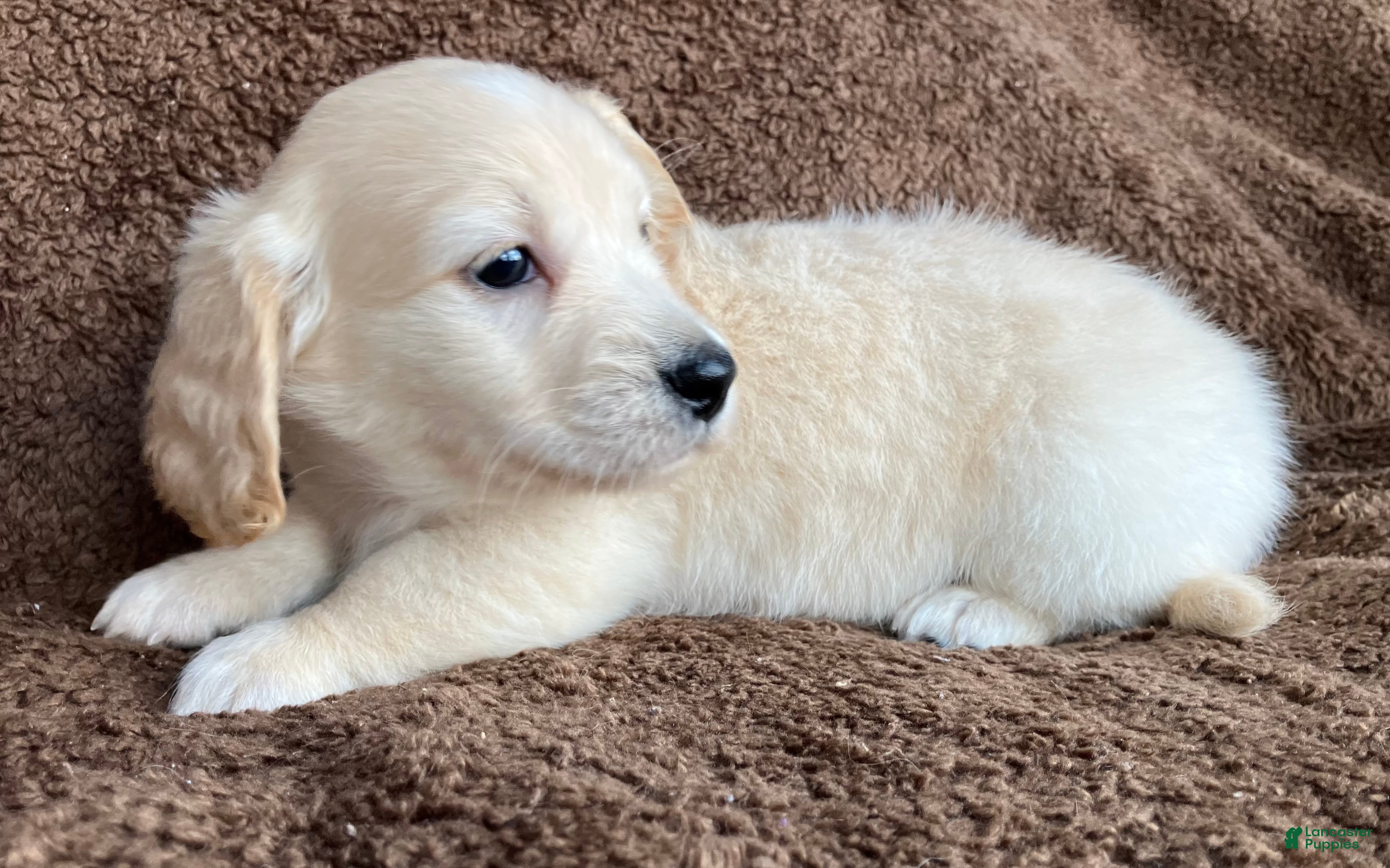 Miniature Dachshund dogs Peaches of Sugarplum Valley - Ad 2