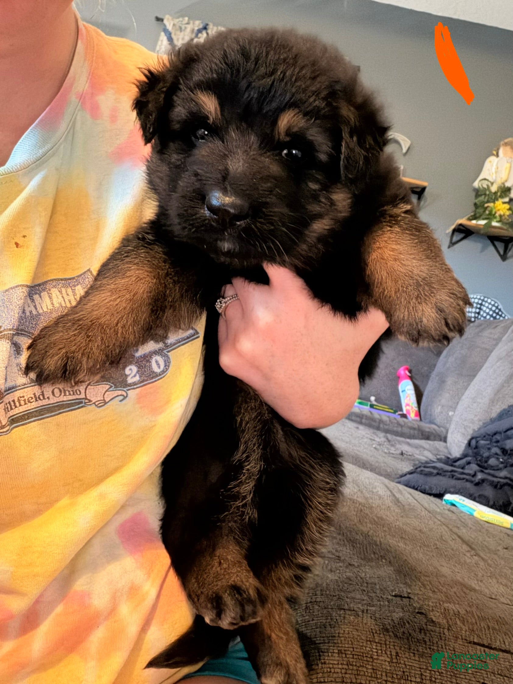 German Shepherd dogs German Shepherd Puppy 5- Orange Female - Ad 38