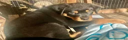 Rottweiler dogs for sale: Poseidon - Ad 3