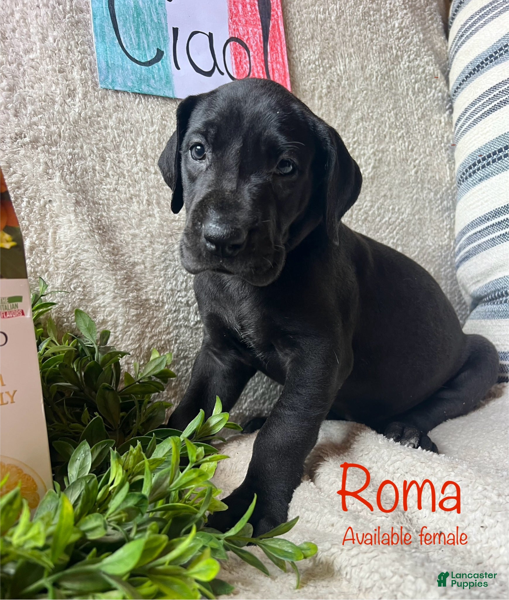Great Dane dogs Roma - Ad 38