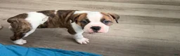 Mixed Breed dogs for sale: Mixed Breed 3 - Ad 6