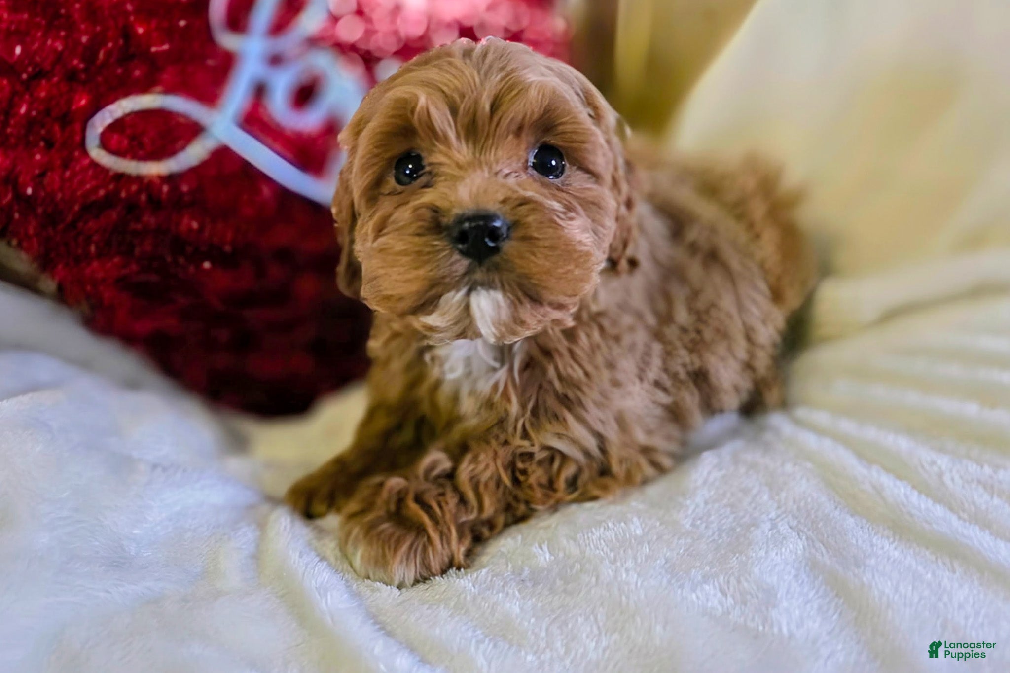 Cockapoo dogs Finn - Ad 2