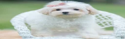 Maltipoo dogs for sale: Ellie - Ad 6