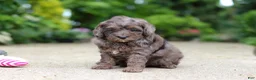 Cavapoo dogs for sale: Brooklyn - Ad 3