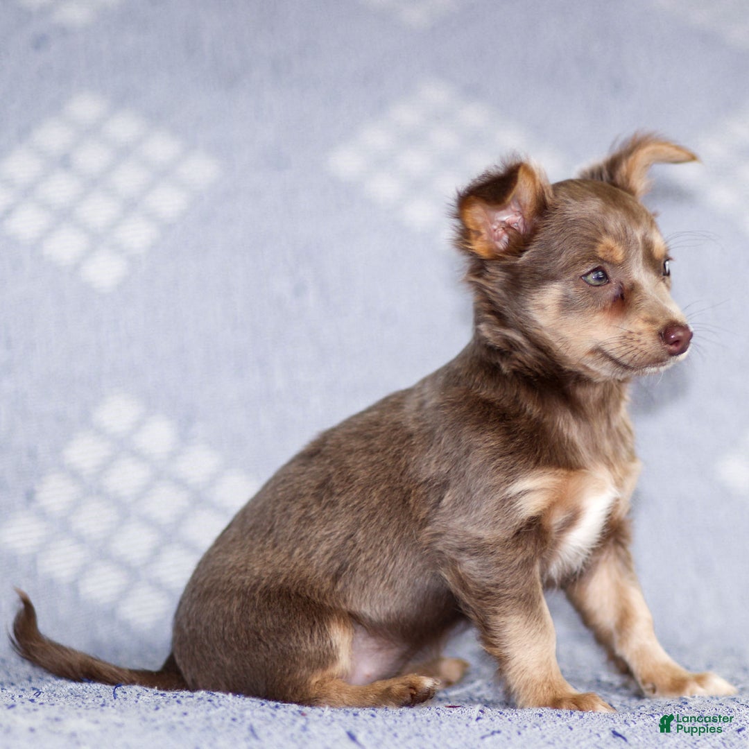 Chihuahua dogs for sale: Pamela - Ad 8