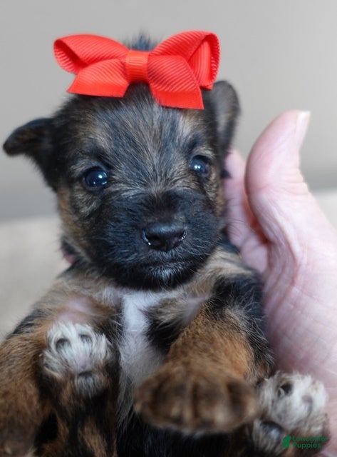 Yorkshire Terrier dogs Bali - Ad 27