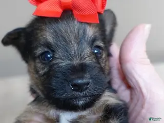 Yorkshire Terrier dogs Bali - Ad 7