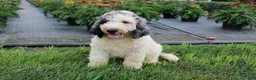 Standard Poodle dogs for sale: Buddy - Ad 6