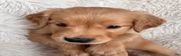 Golden Retriever dogs for sale: Rowan - Blue Collar, male - Ad 2