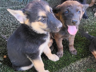 Mixed Breed dogs - Ad 1