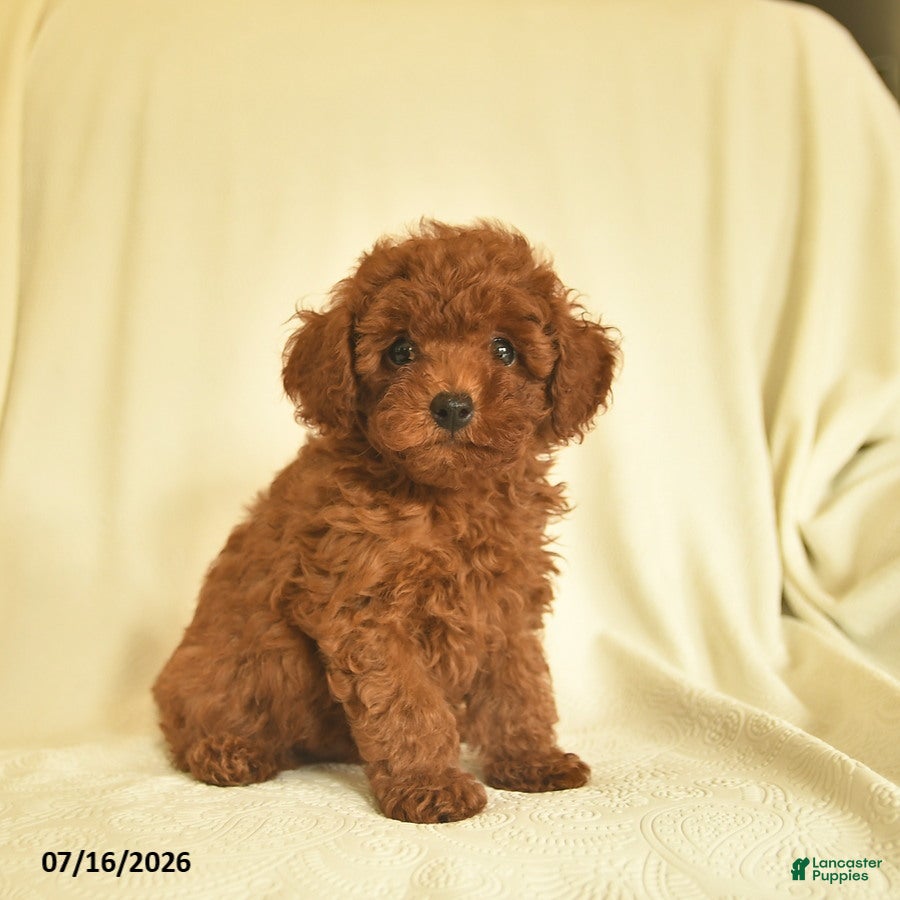 Toy Poodle dogs Leo  - Ad 2