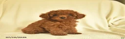 Toy Poodle dogs for sale: Leo  - Ad 2