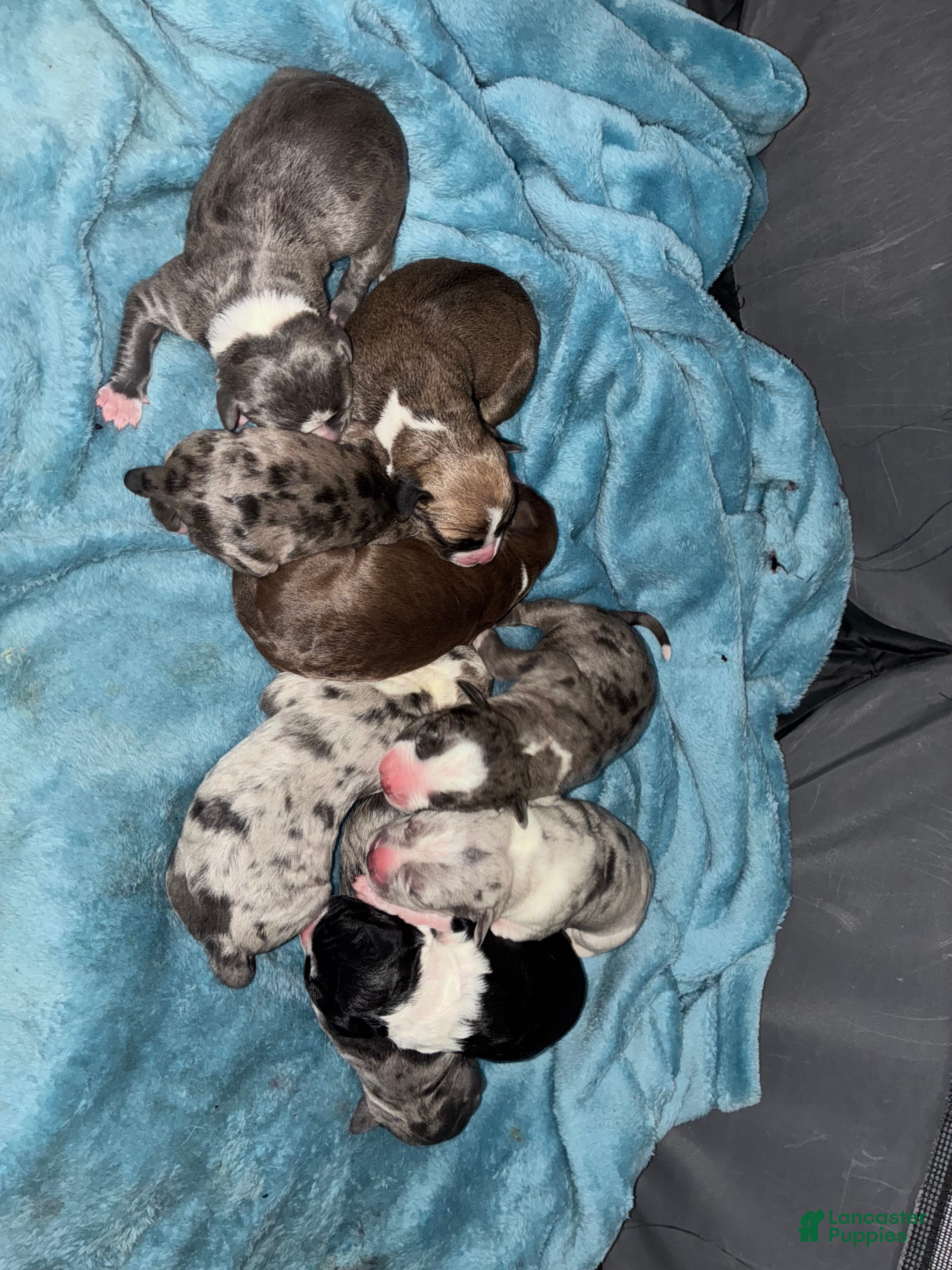 American Pit Bull Terrier dogs American Pit Bull Terrier Puppy 1 - Ad 8