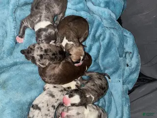 American Pit Bull Terrier dogs American Pit Bull Terrier Puppy 1 - Ad 8