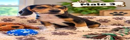 Beagle dogs for sale: Rufus - Ad 2