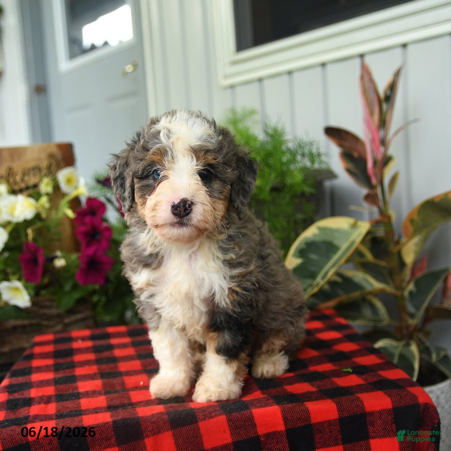 Mini Bernedoodle dogs Rex - Ad 2