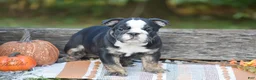 English Bulldog dogs for sale: Francesca - Ad 3