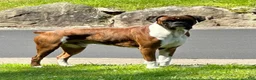 Boxer dogs for sale: Bella  - Ad 3