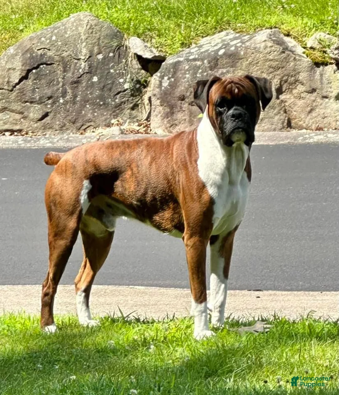Boxer dogs for sale: Bella  - Ad 3