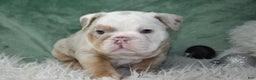 English Bulldog dogs for sale: Crystal  - Ad 7