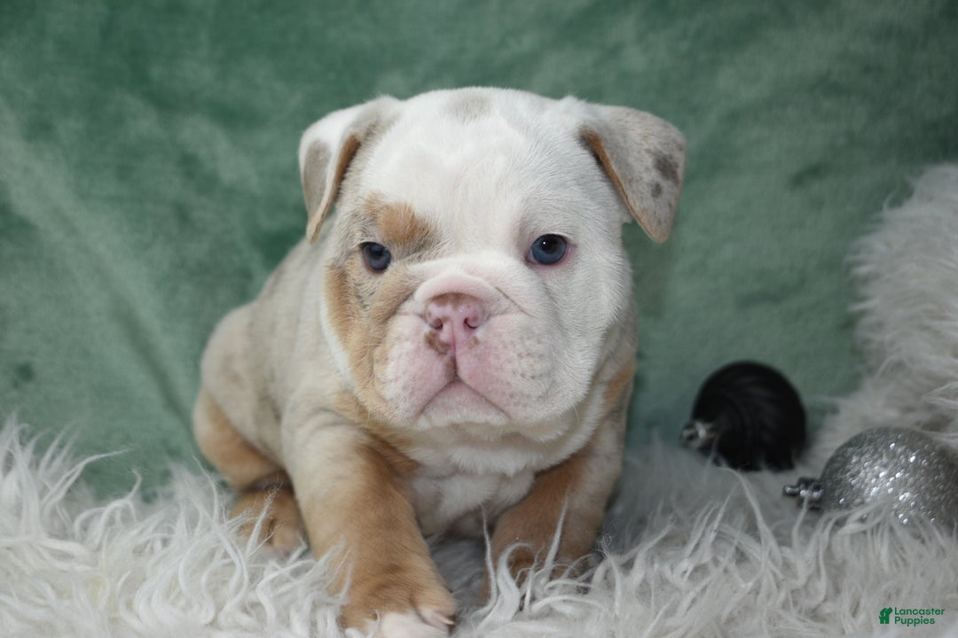 English Bulldog dogs for sale: Crystal  - Ad 7