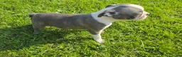 Boston Terrier dogs for sale: Boston Terrier Male 1 - Ad 2