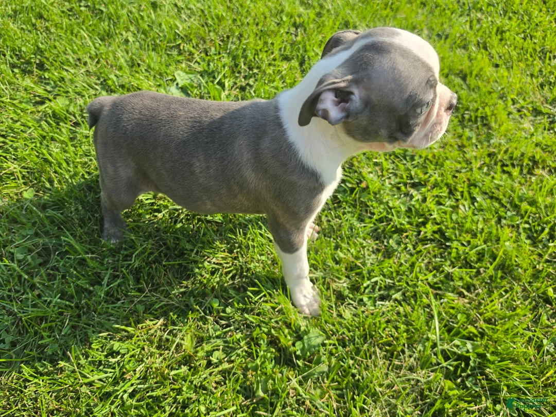 Boston Terrier dogs for sale: Boston Terrier Male 1 - Ad 2