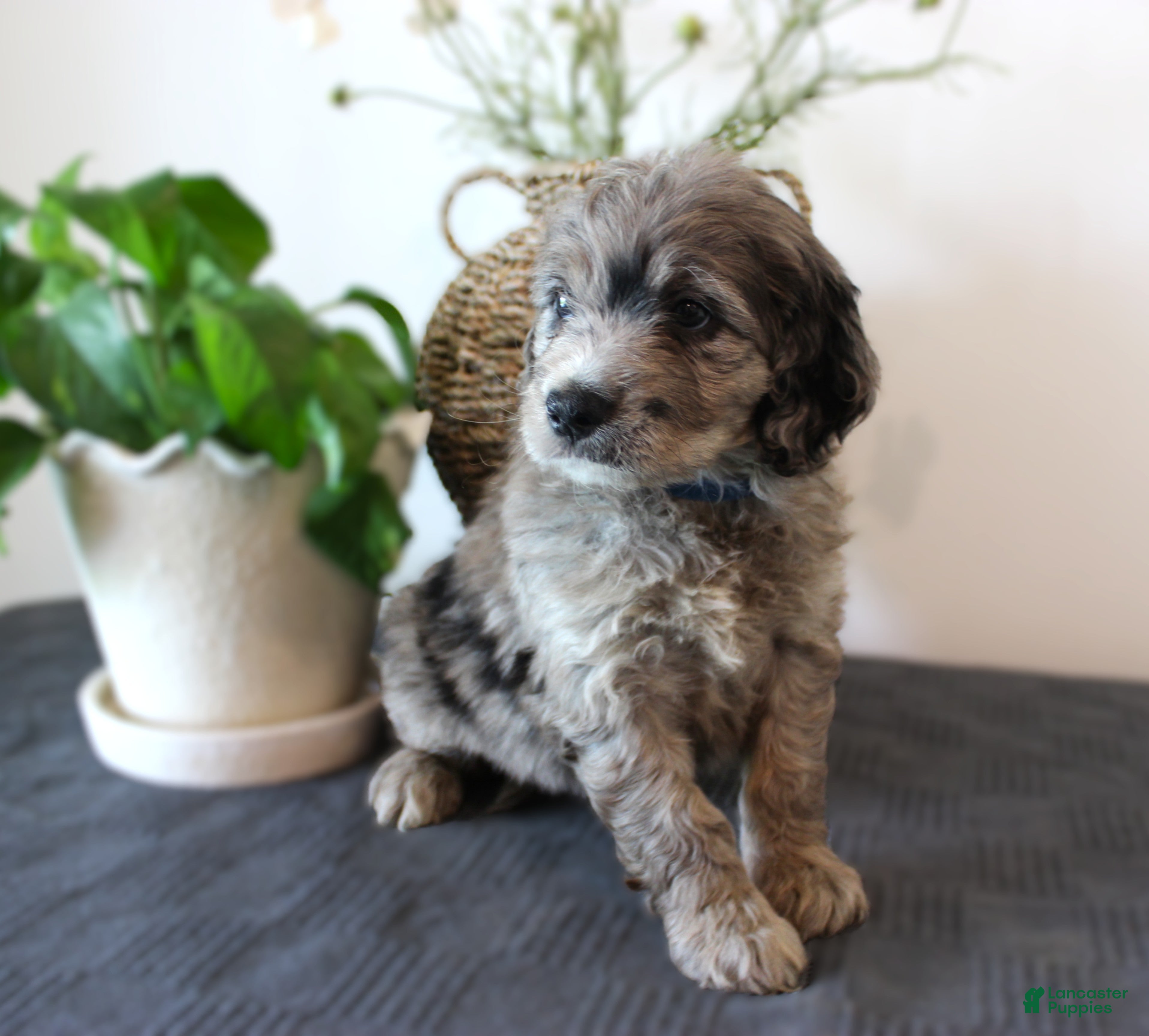 Mini Goldendoodle dogs Griffin - Ad 2